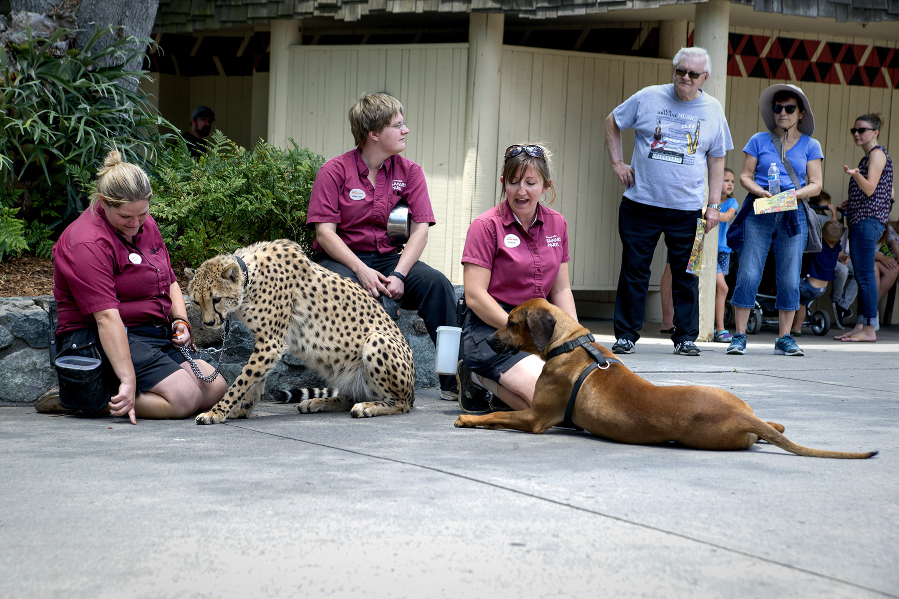 San Diego Zoo and Wild Life Safari Park