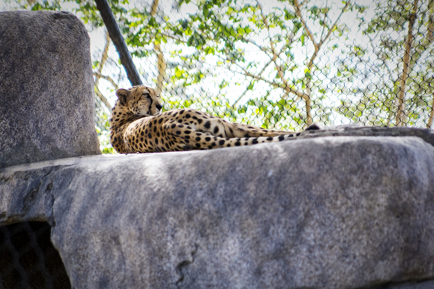 San Diego Zoo and Wild Life Safari Park