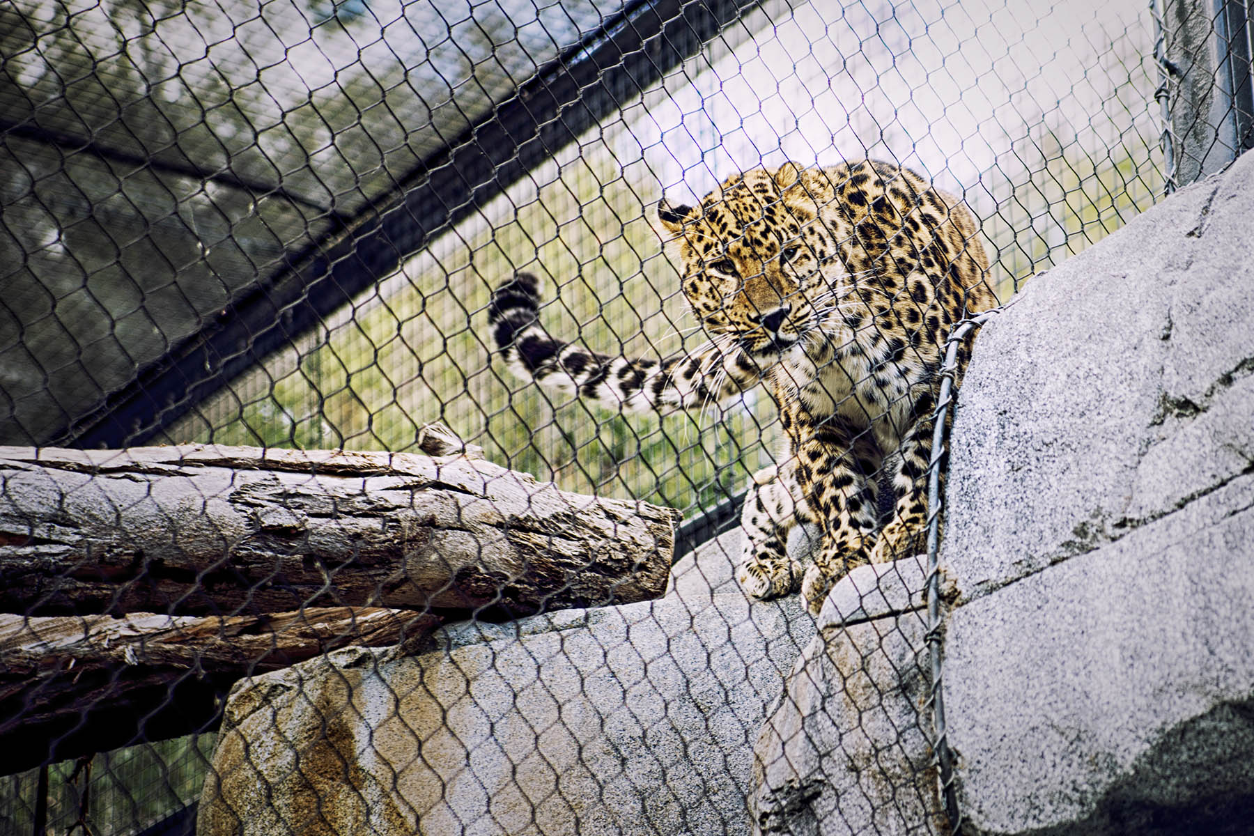 San Diego Zoo and Wild Life Safari Park