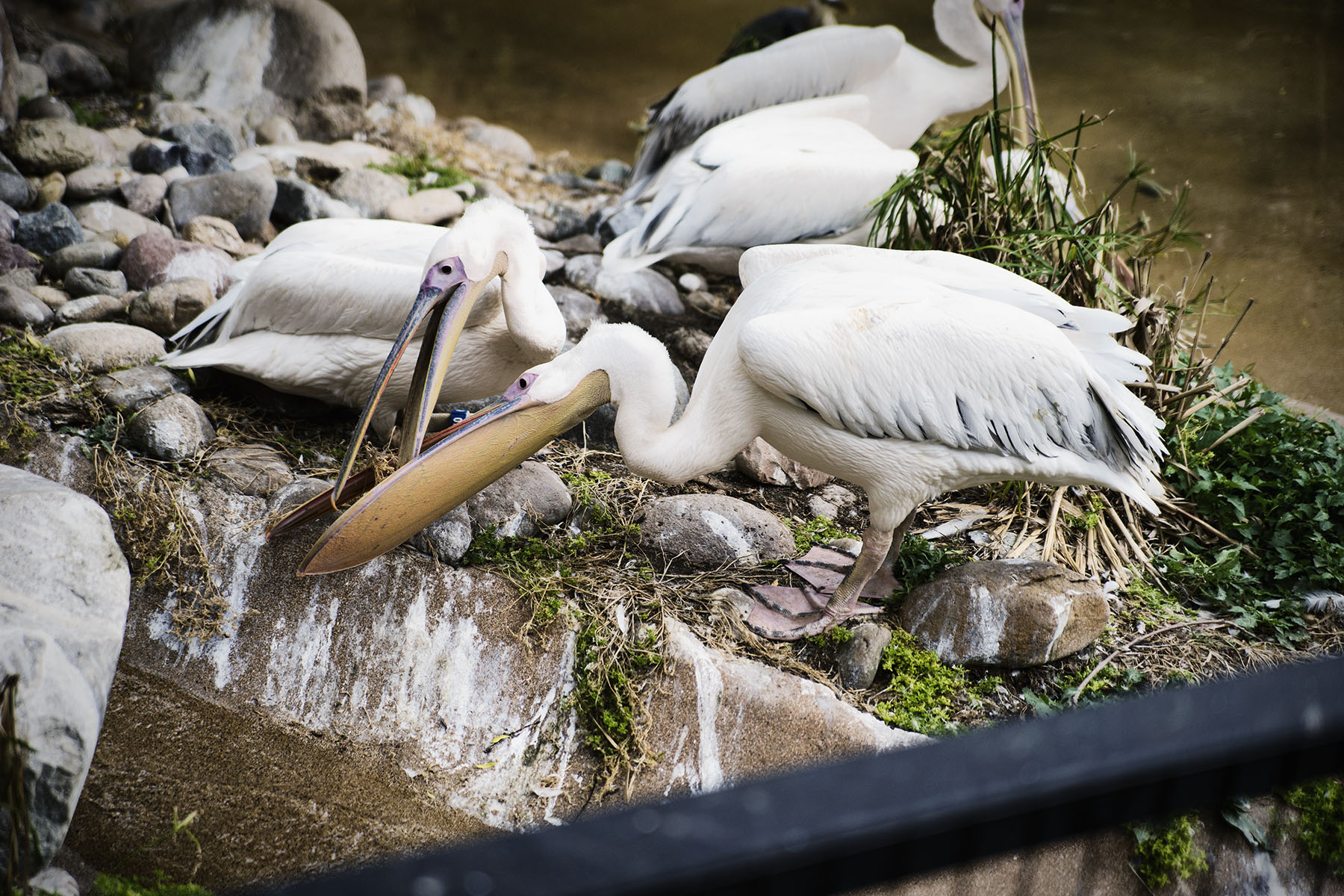 San Diego Zoo and Wild Life Safari Park