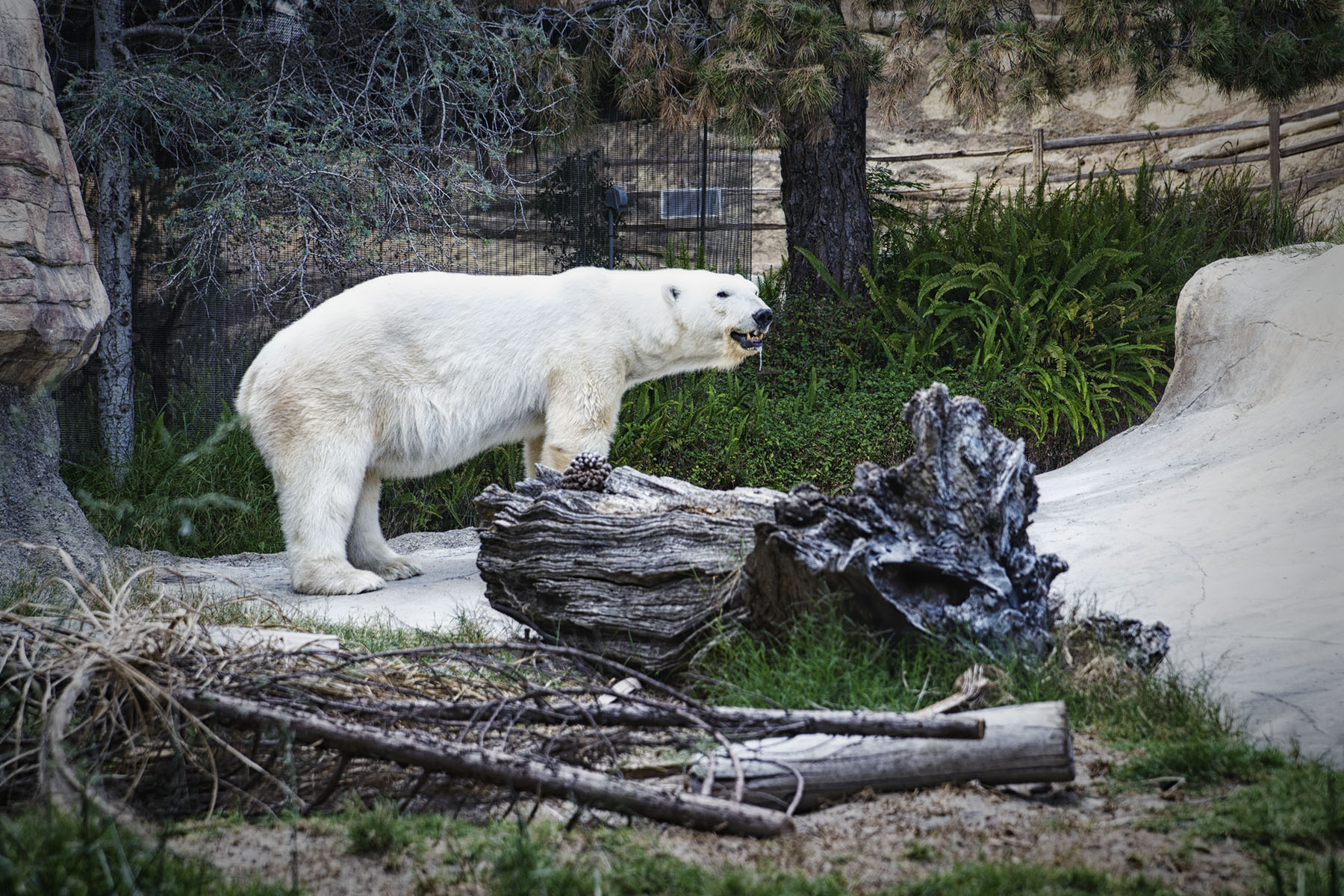 San Diego Zoo and Wild Life Safari Park