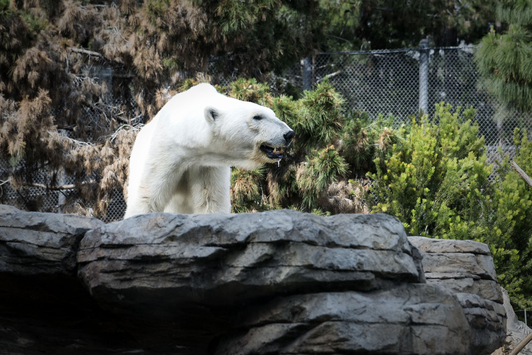 San Diego Zoo and Wild Life Safari Park