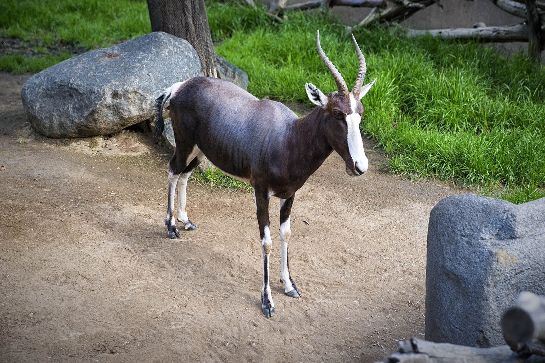 San Diego Zoo and Wild Life Safari Park