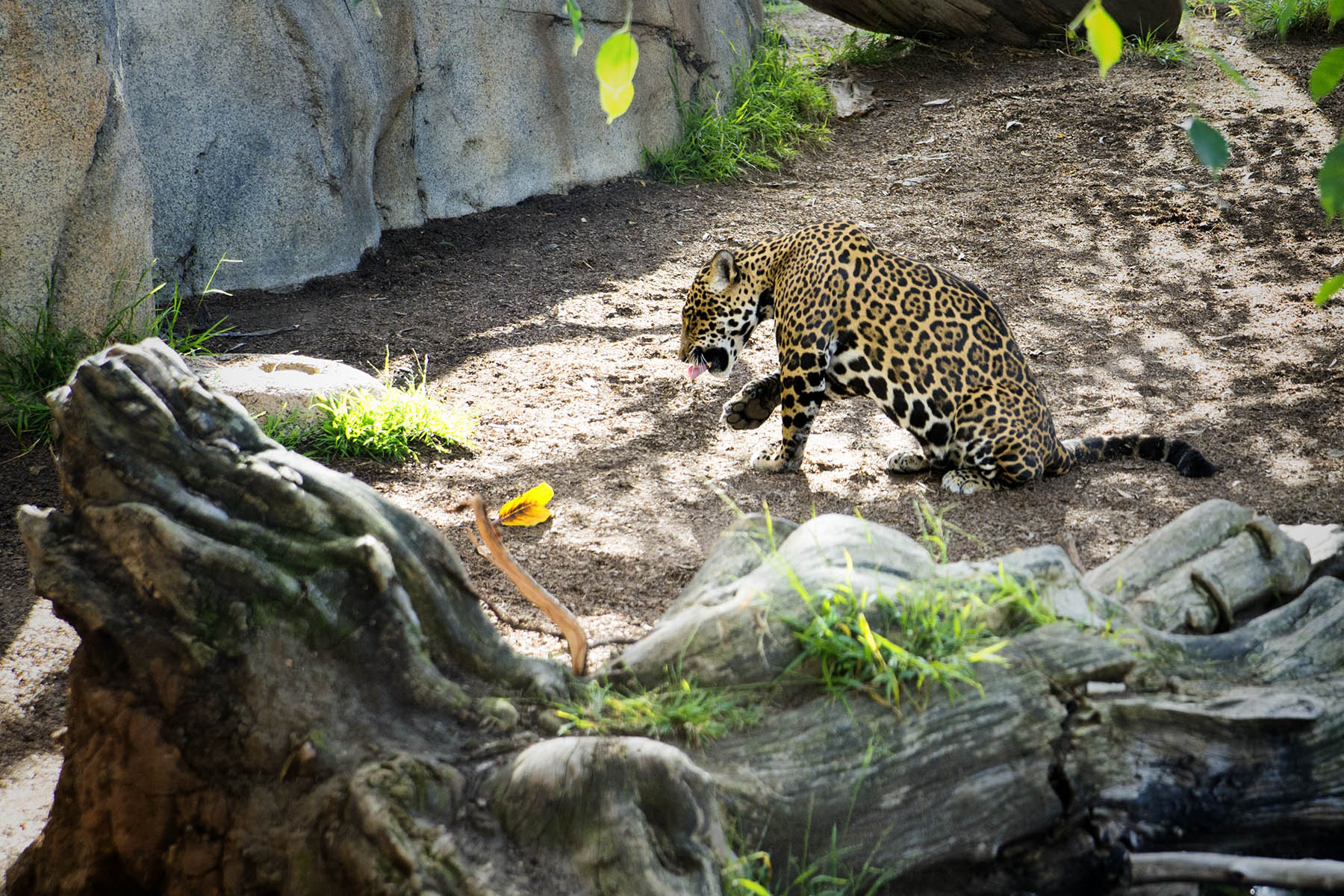 San Diego Zoo and Wild Life Safari Park