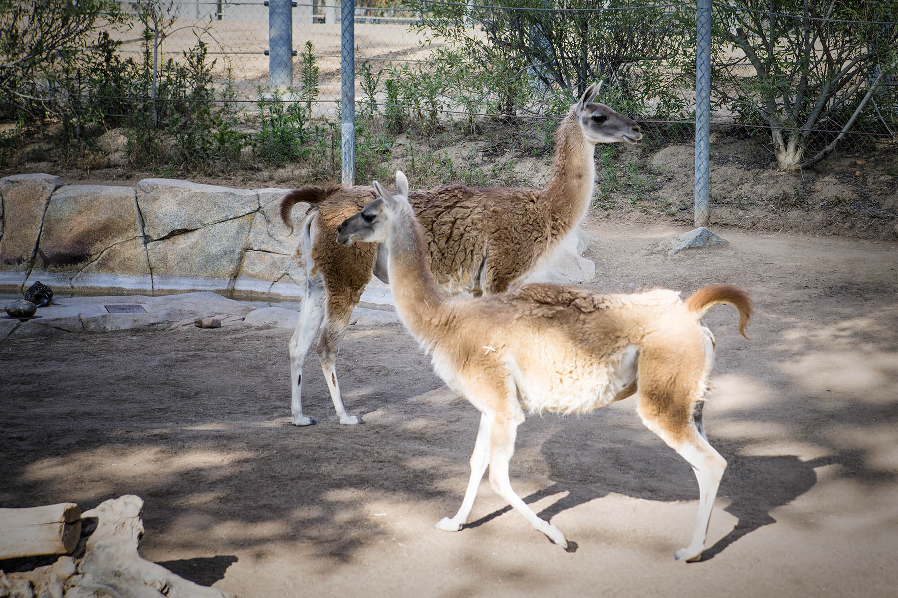 San Diego Zoo and Wild Life Safari Park