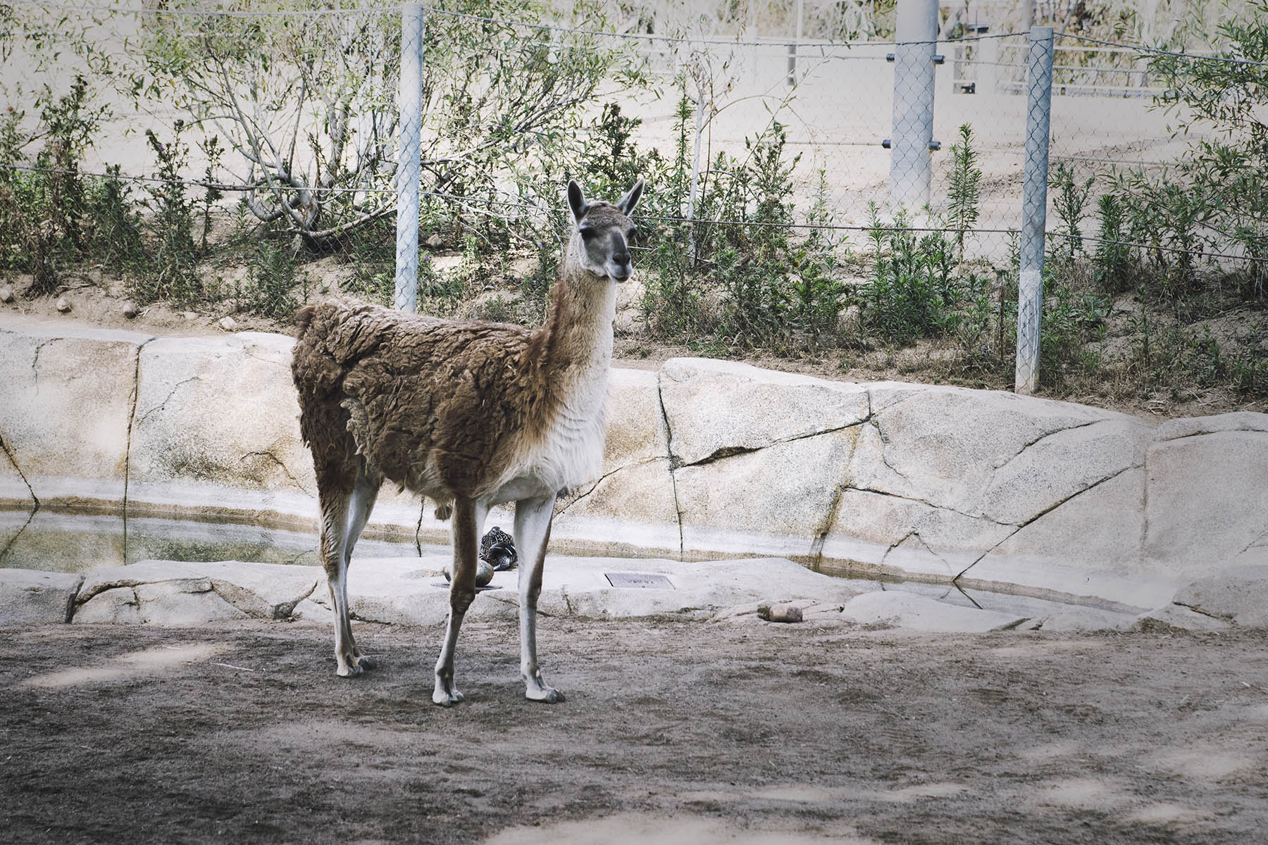 San Diego Zoo and Wild Life Safari Park