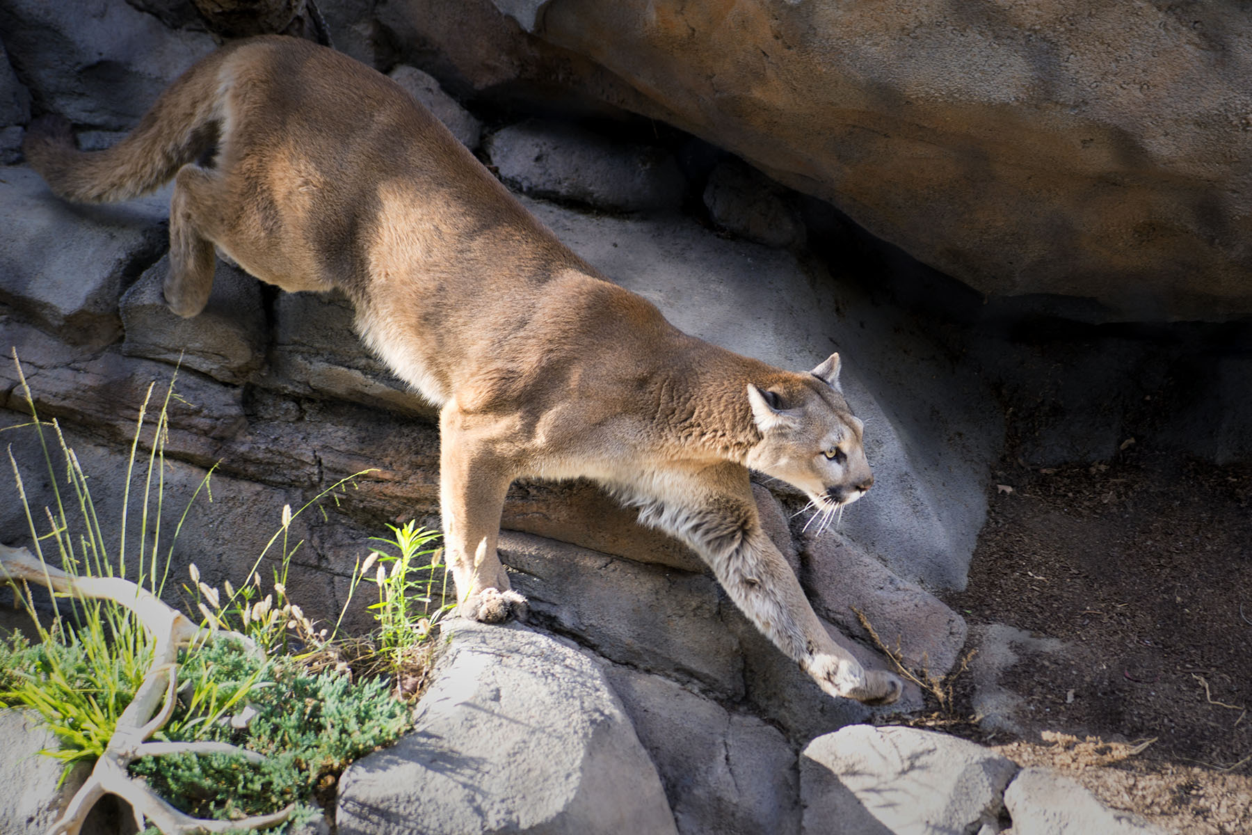 San Diego Zoo and Wild Life Safari Park