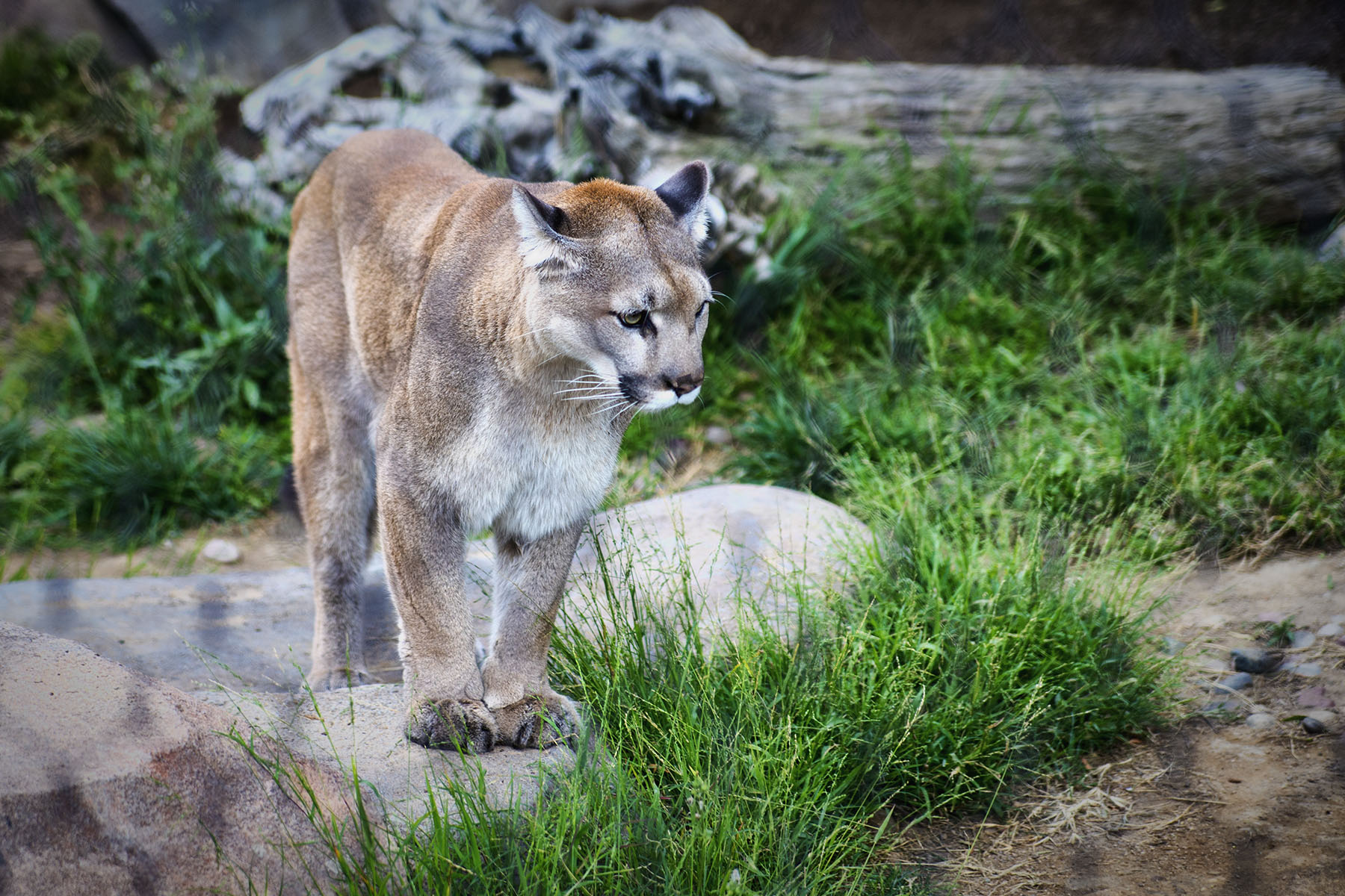 San Diego Zoo and Wild Life Safari Park