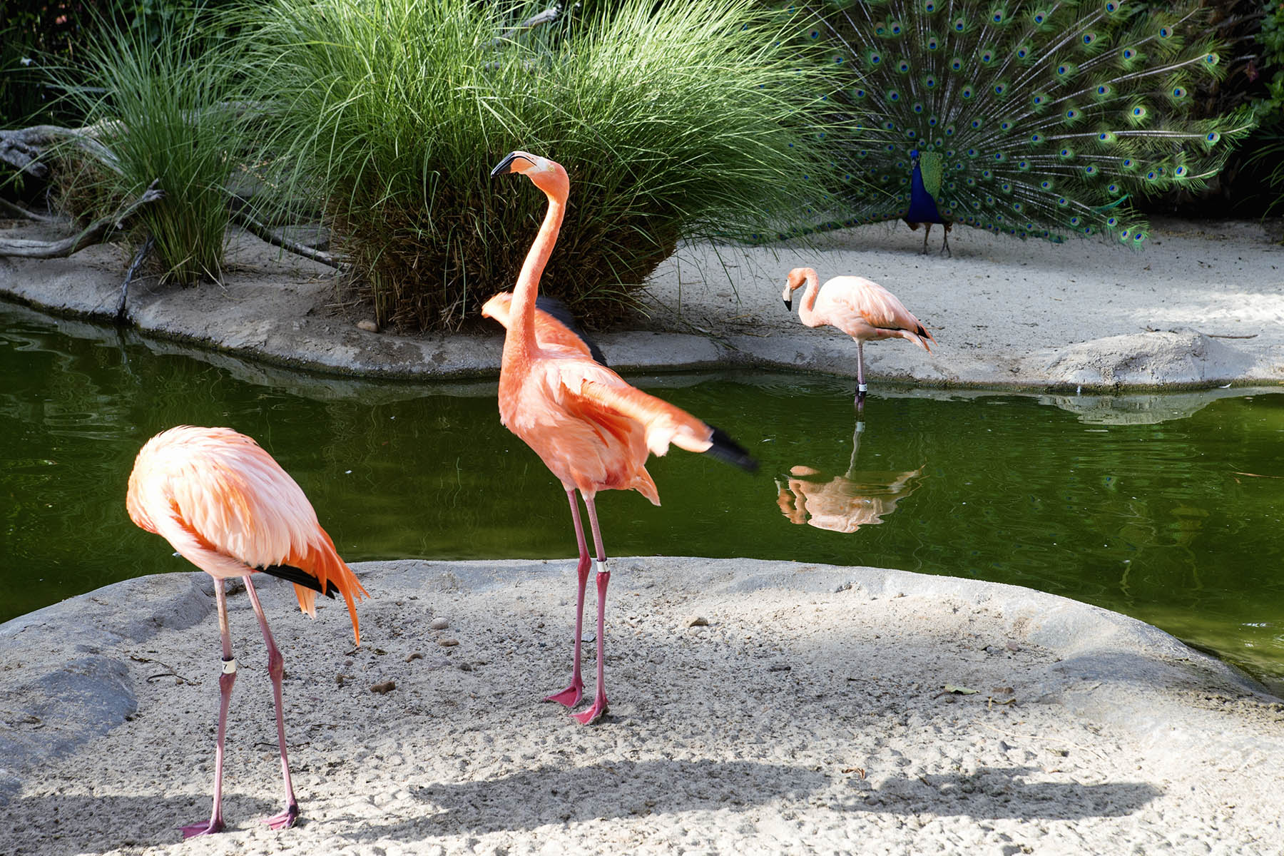 San Diego Zoo and Wild Life Safari Park