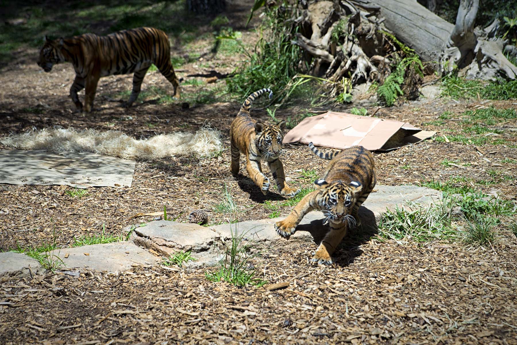 San Diego Zoo and Wild Life Safari Park