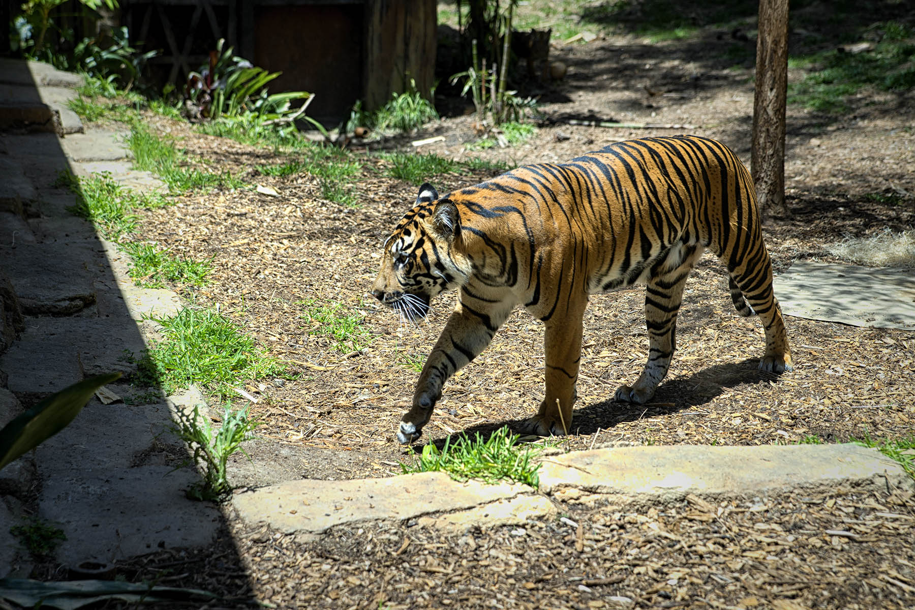 San Diego Zoo and Wild Life Safari Park