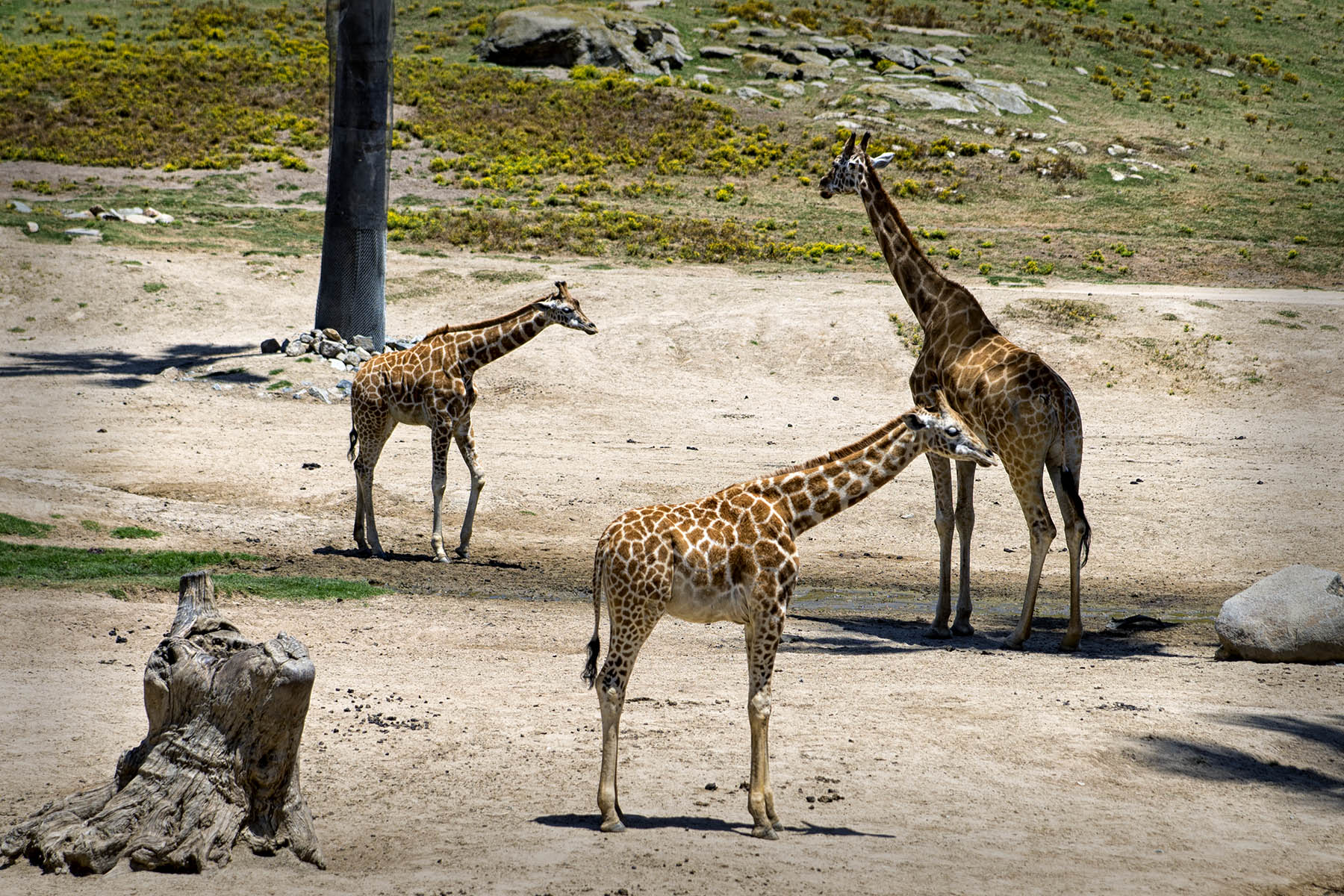 San Diego Zoo and Wild Life Safari Park