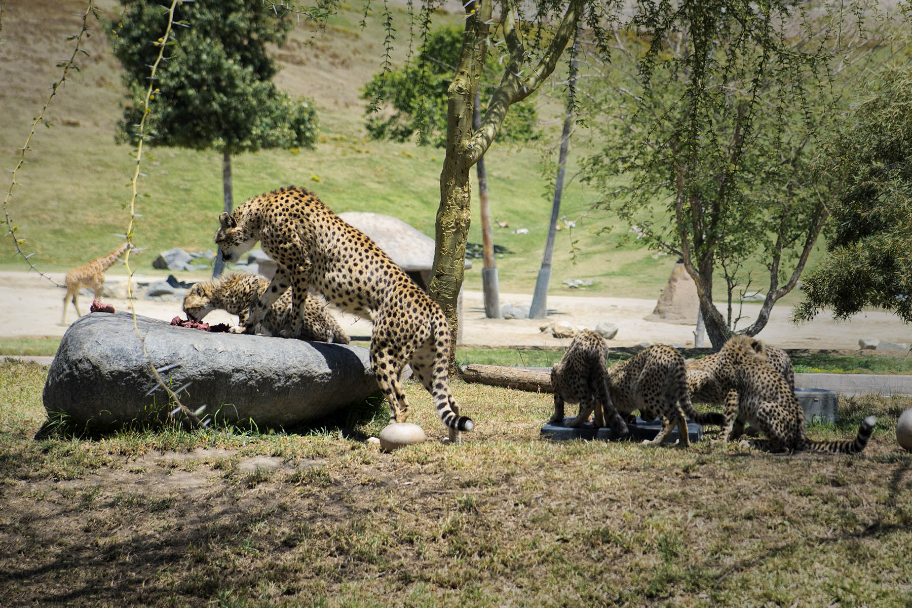 San Diego Zoo and Wild Life Safari Park