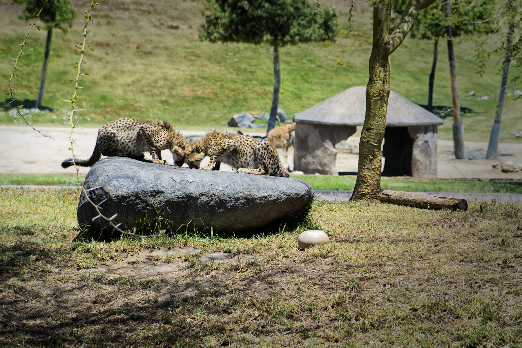 San Diego Zoo and Wild Life Safari Park