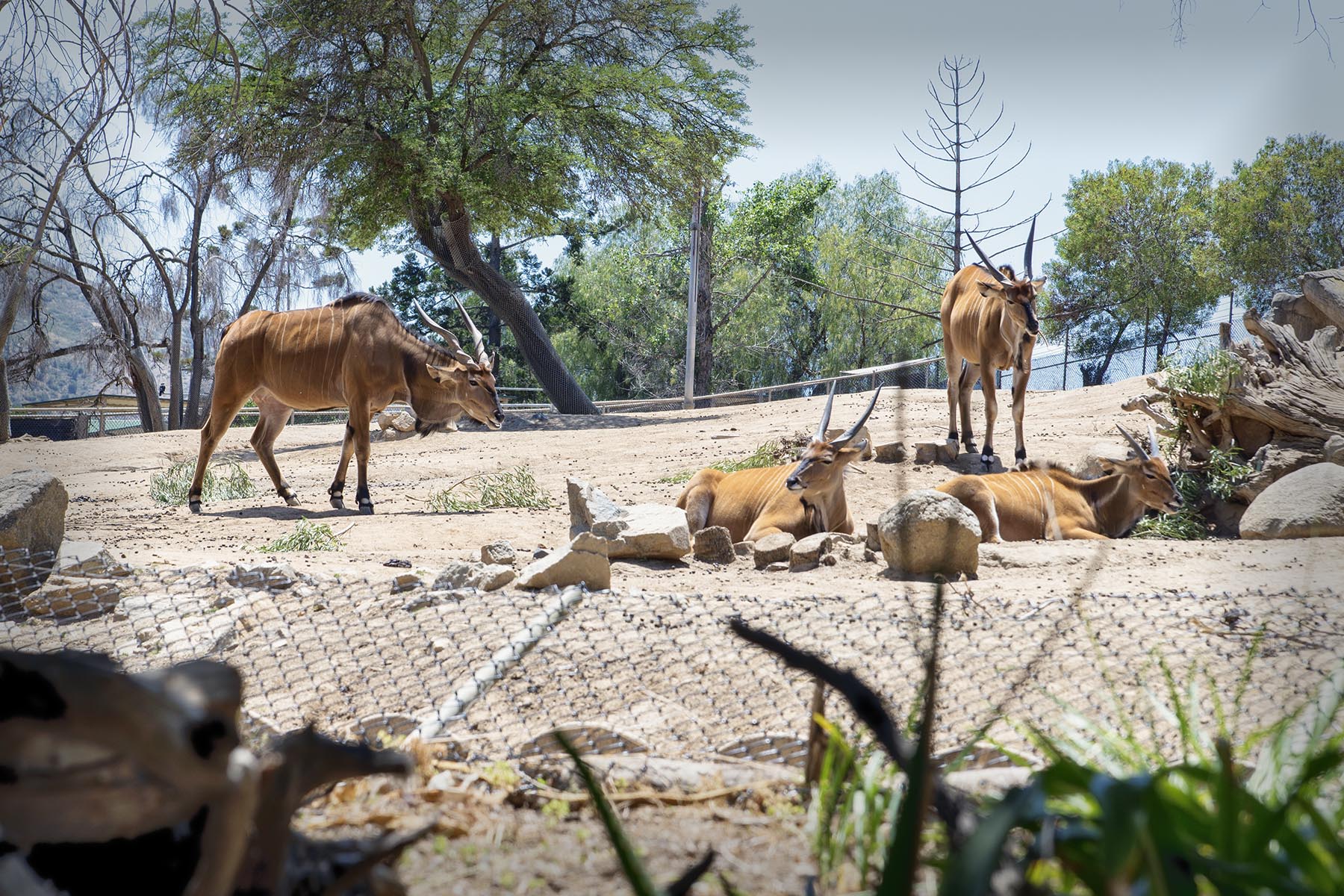 San Diego Zoo and Wild Life Safari Park