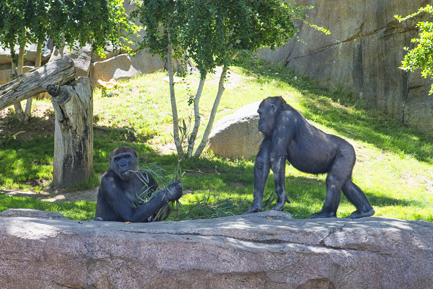 San Diego Zoo and Wild Life Safari Park