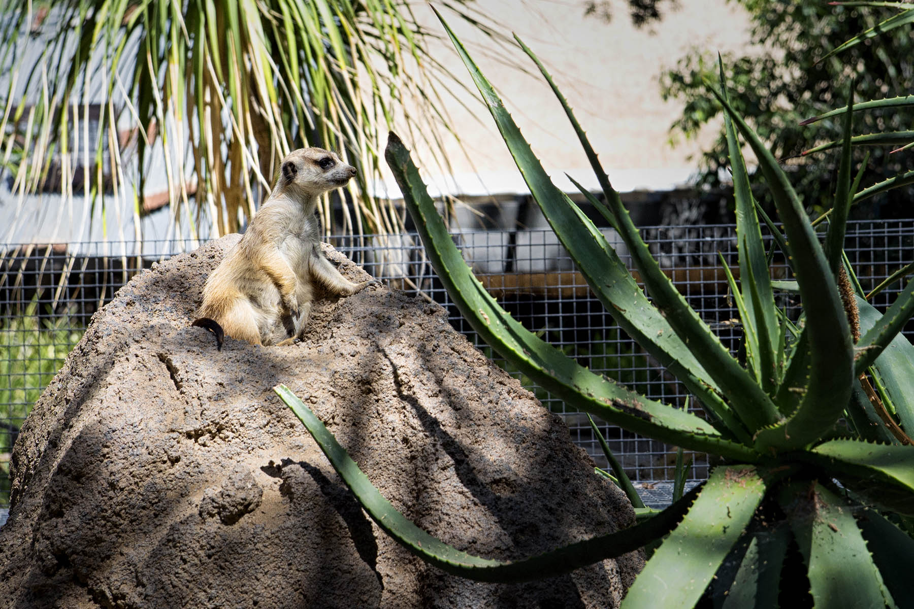 San Diego Zoo and Wild Life Safari Park