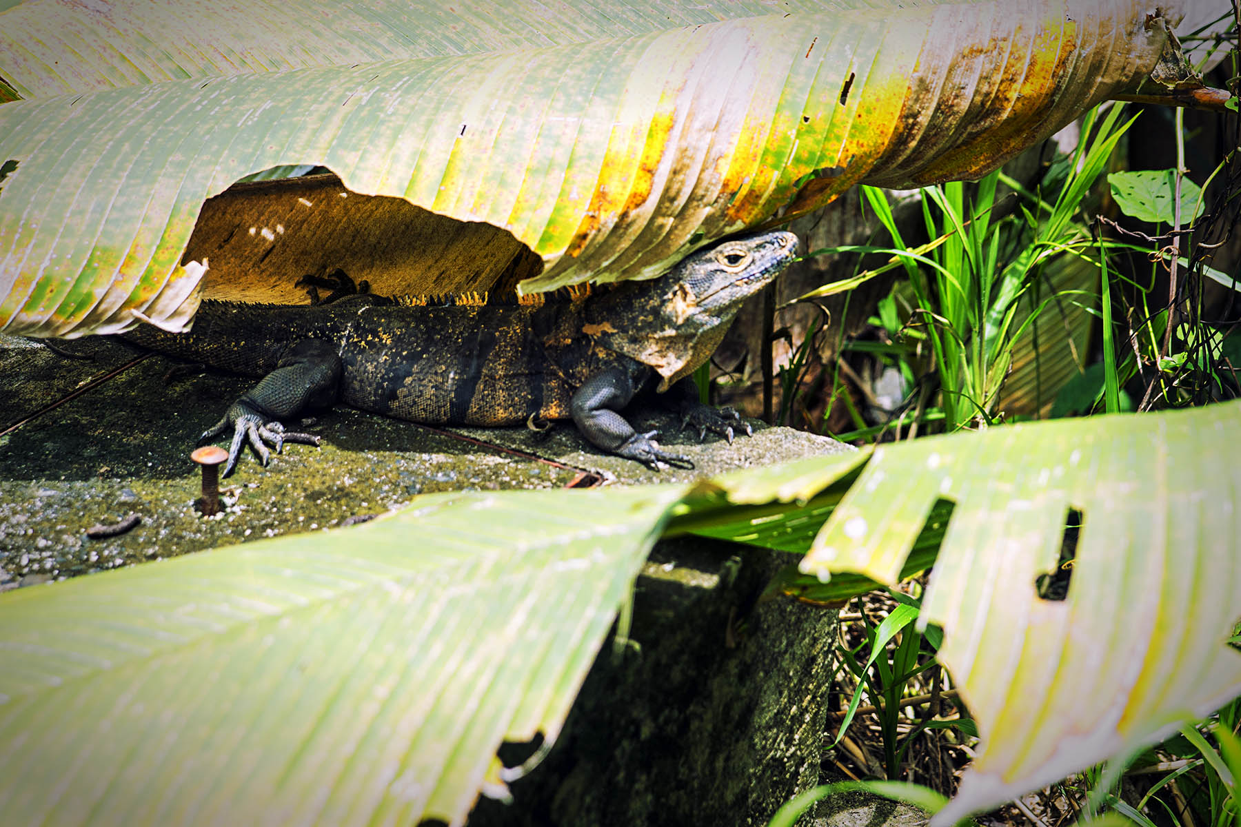 Costa Rica