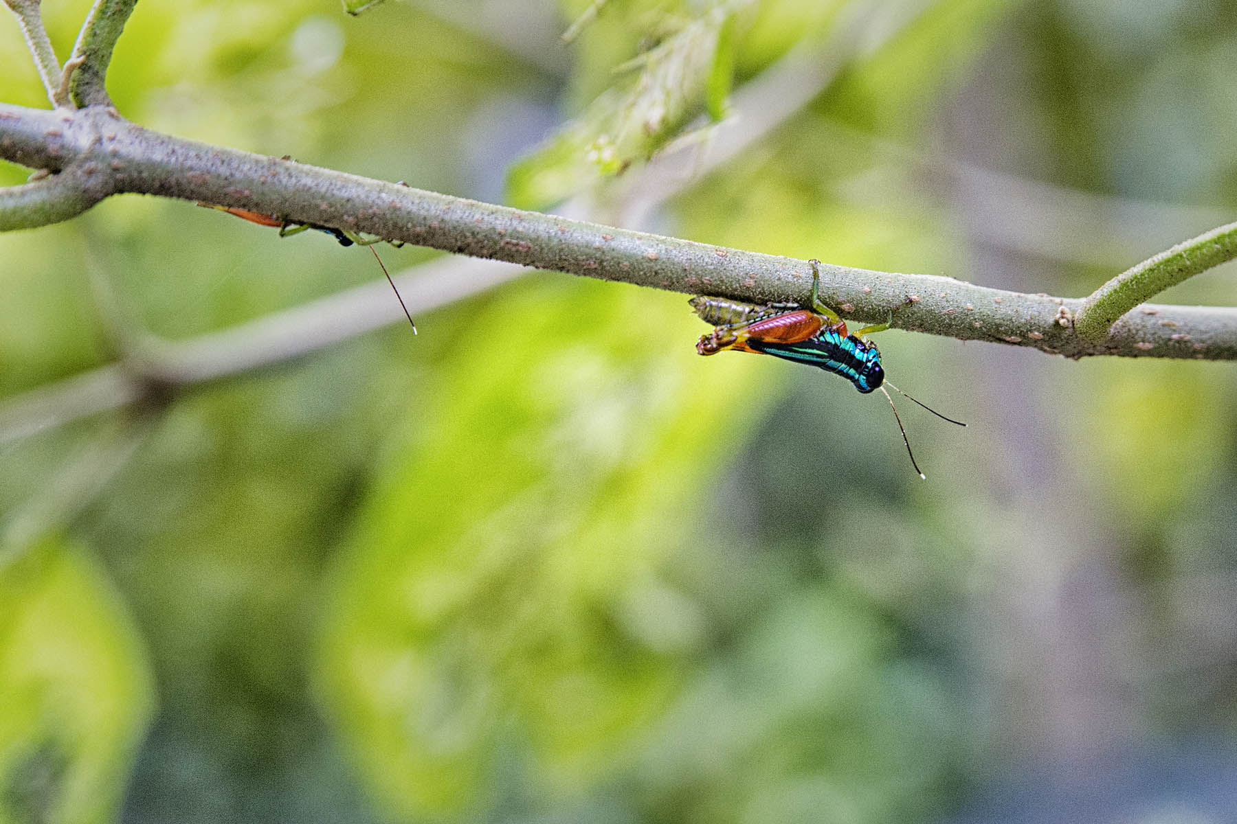 Costa Rica