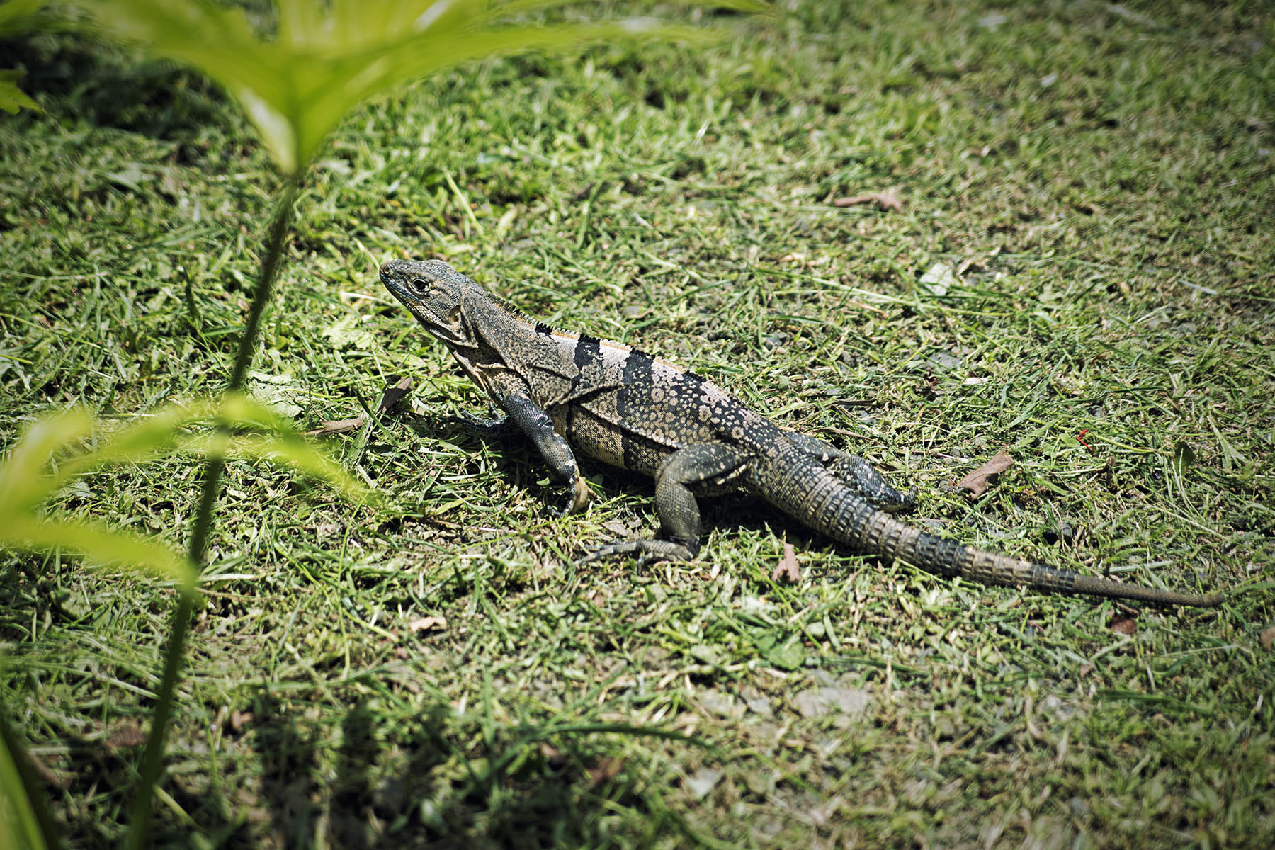 Costa Rica