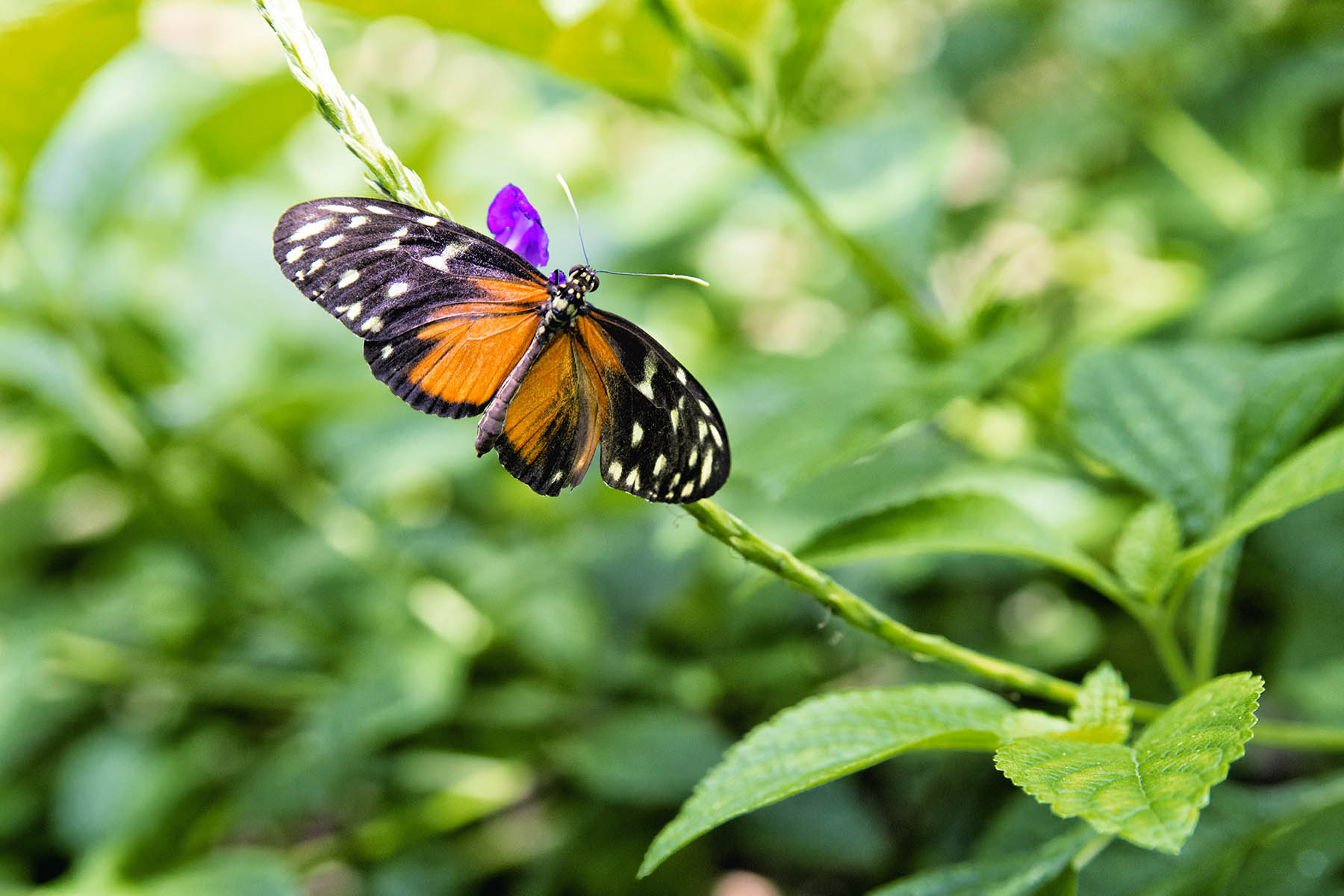 Costa Rica