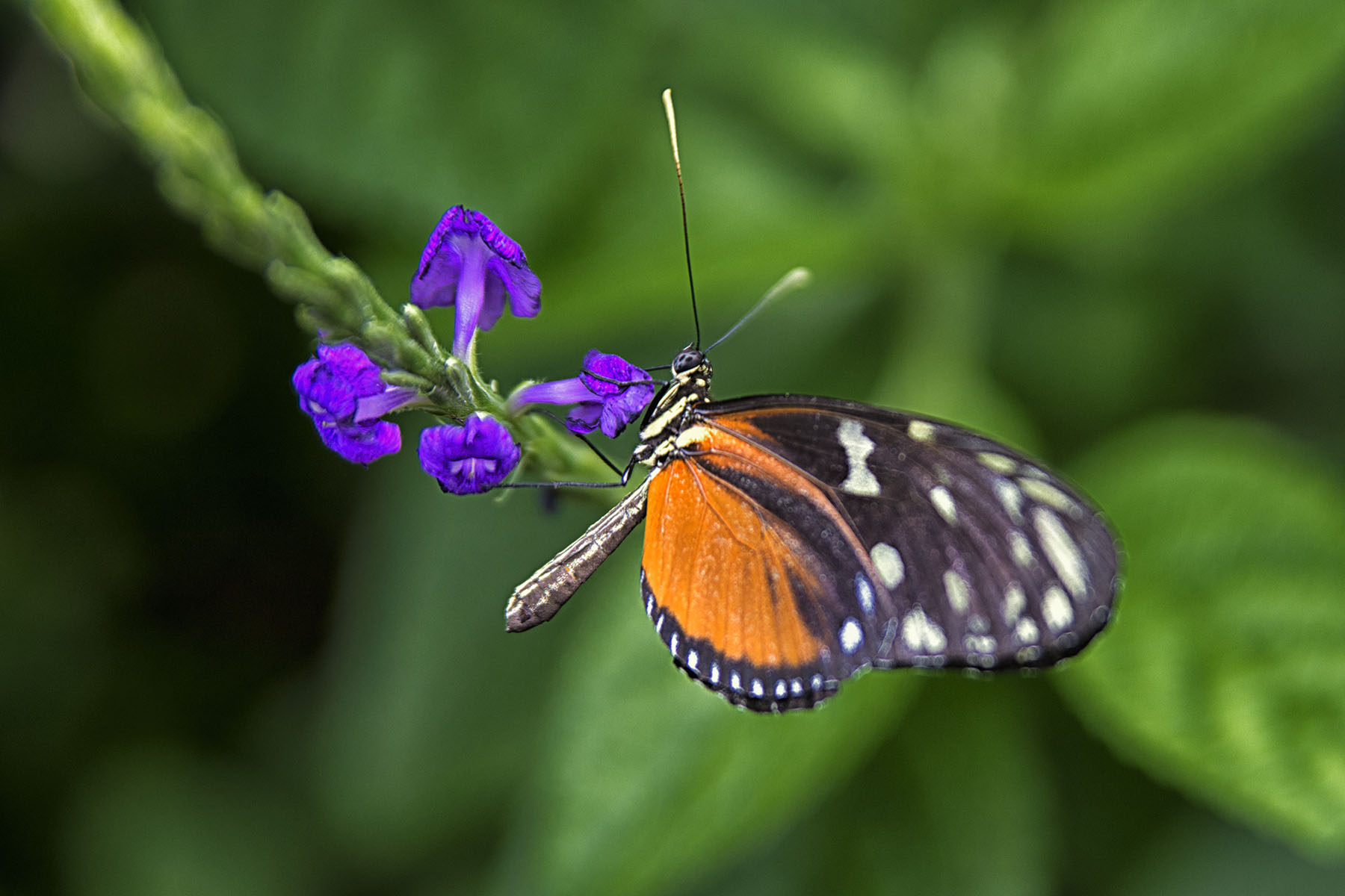 Costa Rica