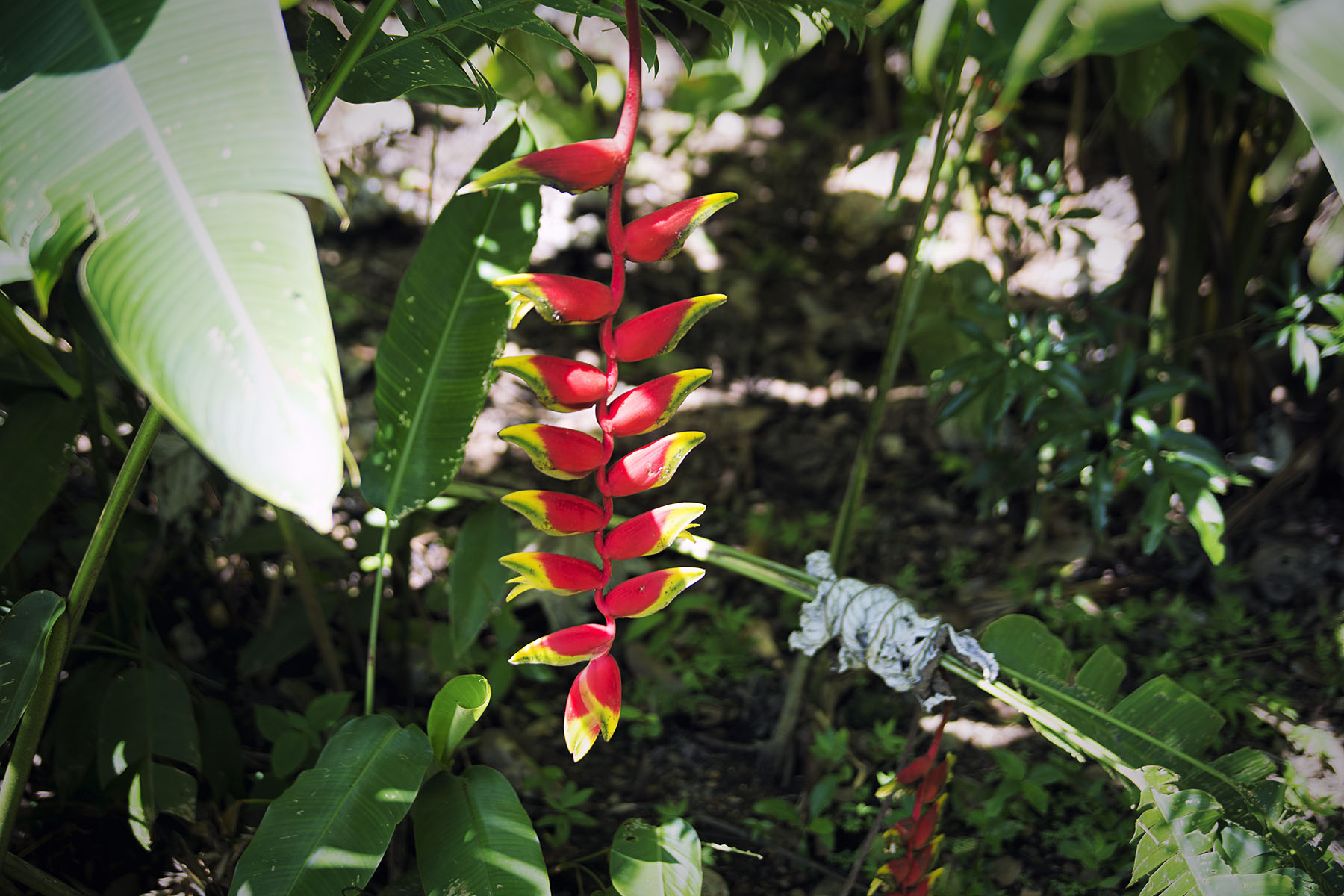 Costa Rica