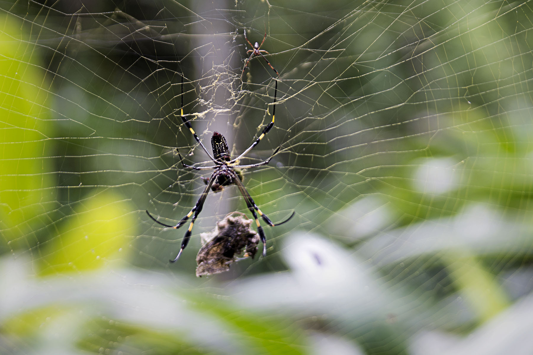 Costa Rica