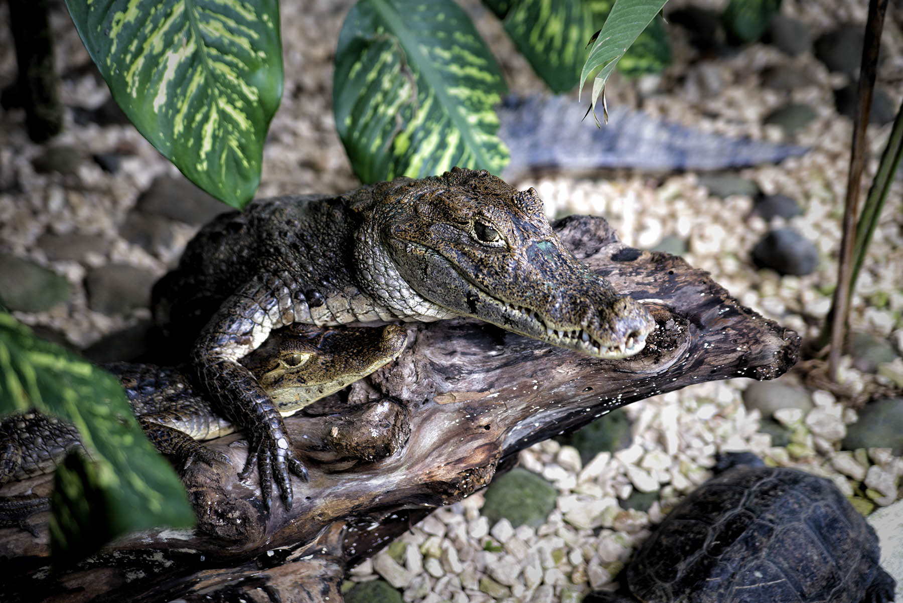 Costa Rica