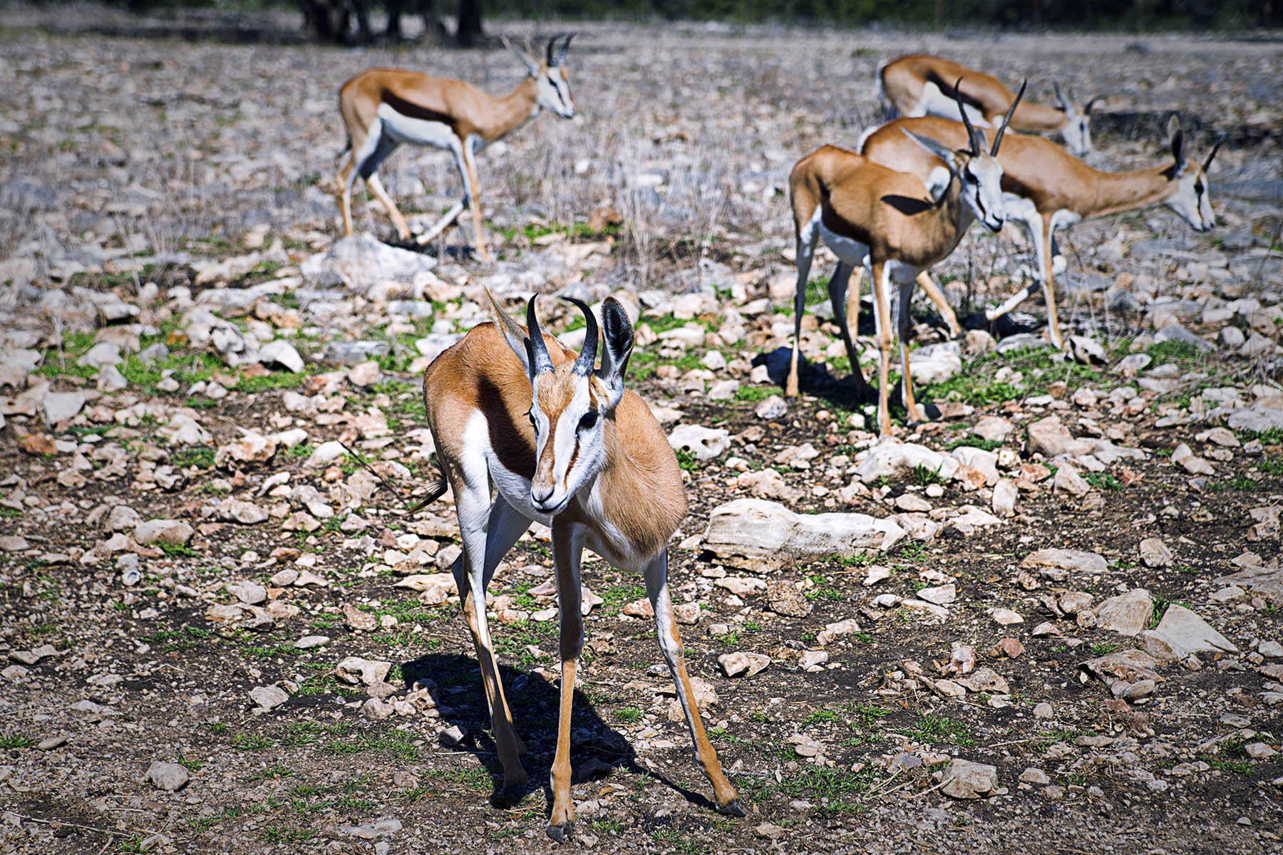 wild ranch safari san antonio