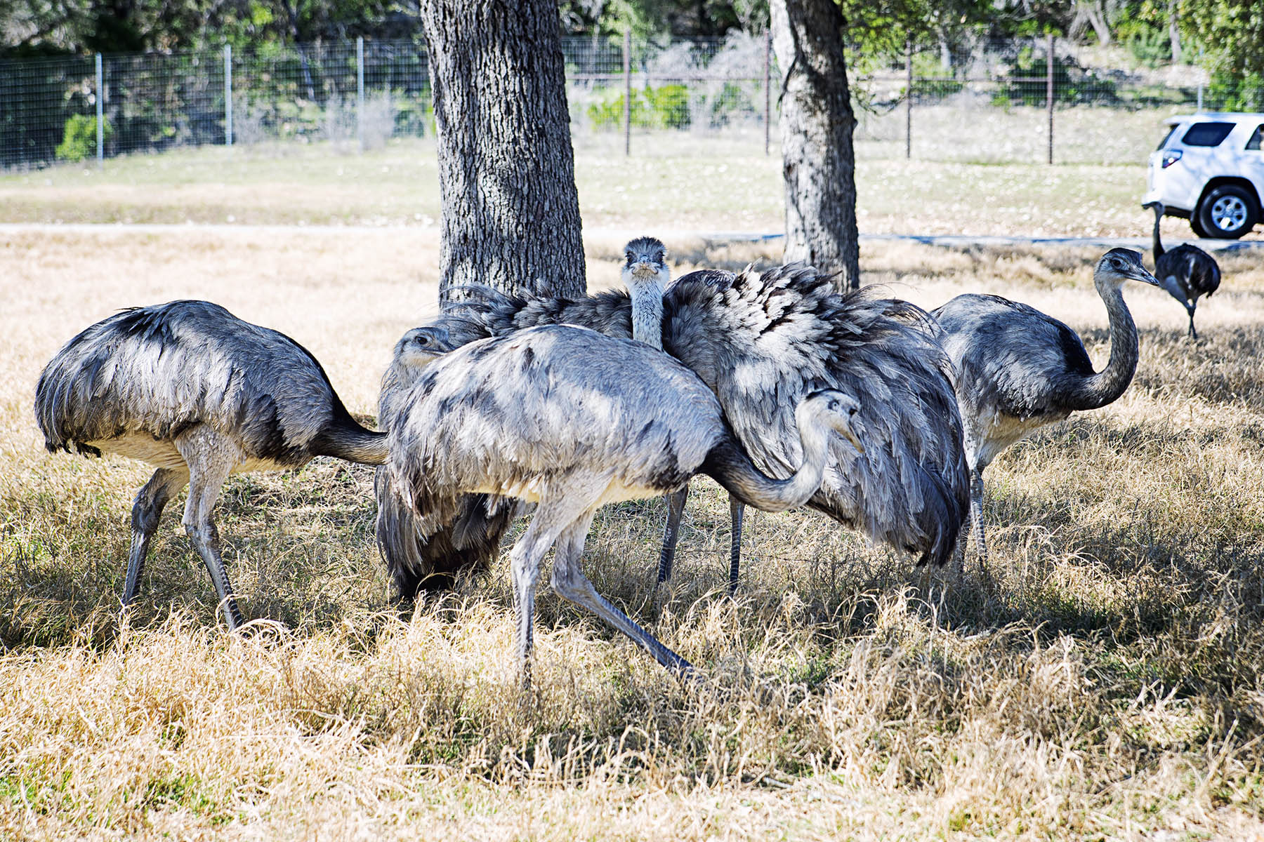 wild ranch safari san antonio