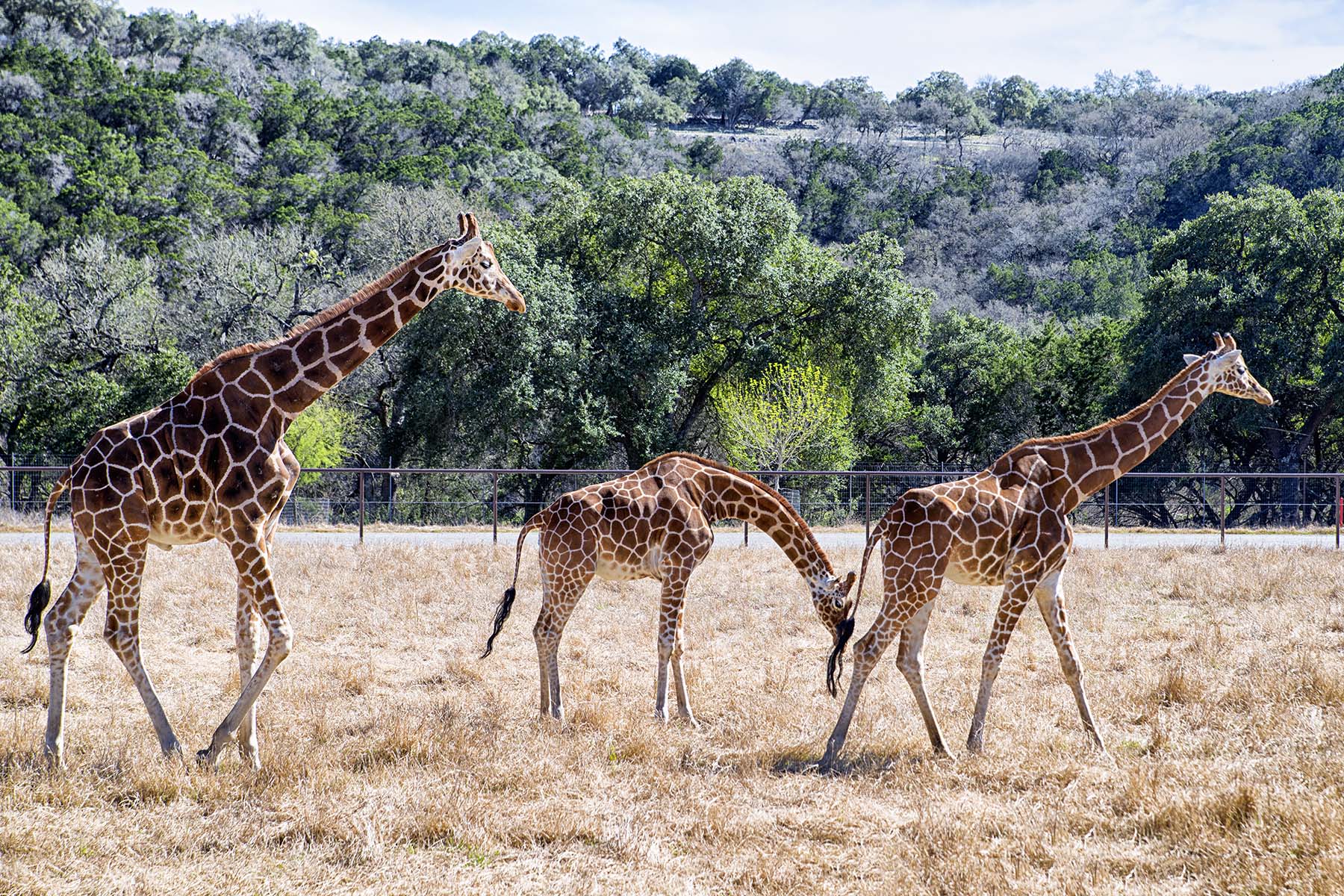 african wildlife safari san antonio