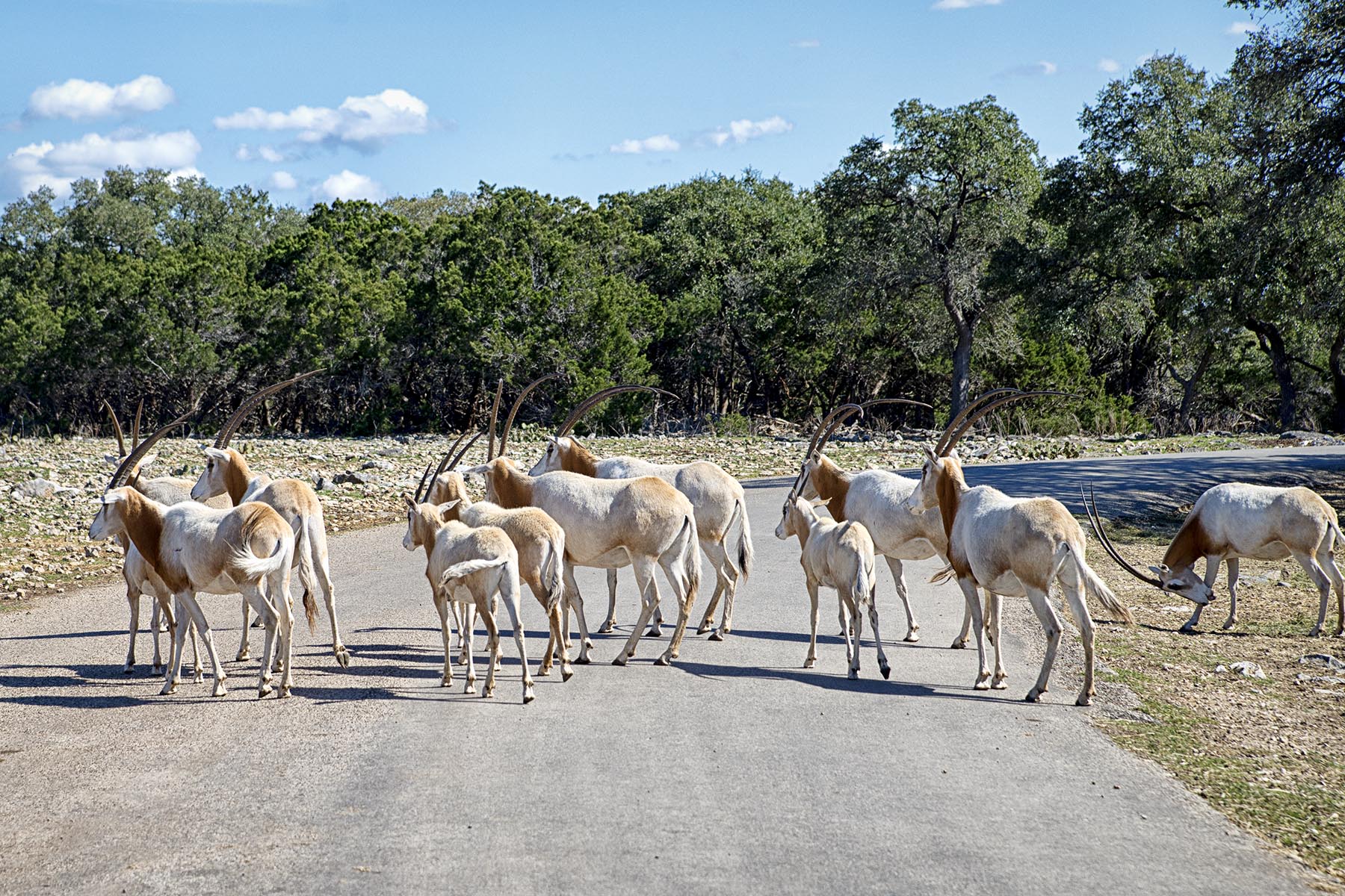 hotels near wildlife safari san antonio